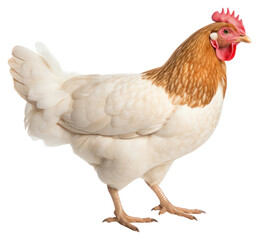 Fototapeta premium PNG Chicken poultry animal white.
