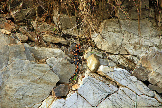 European fire salamander crawling on stony rock. Wild animal in mountains