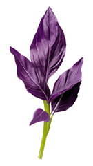 PNG Purple flower petal plant.