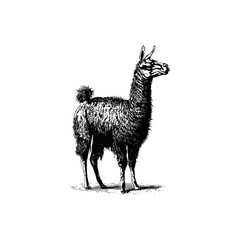 Intricate black and white llama. Vector illustration design.