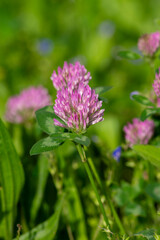 Trifolium pratense bright color red clover wild flowering plant, purple pink meadow flowers in bloom