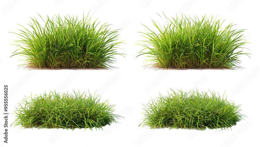 Wall mural verdant grass tufts row set on transparent background 3d illustrations png