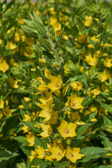 Dotted Loosestrife (lat. Lysimachia punctata) blooms in the garden. Bright yellow flowers of Dotted Loosestrife against greenery on a sunny day.