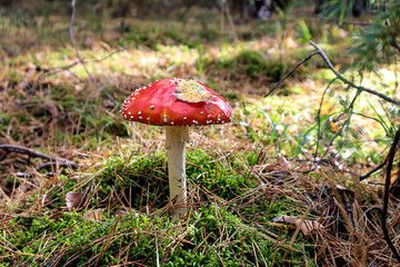 Bright fly agaric with a birch leaf on a cap on a forest road