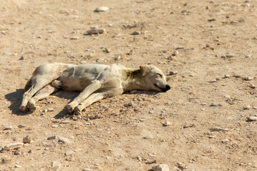 A skeletal canine, its ribs protruding, lies defeated on the barren sands of the Sahara, a haunting...