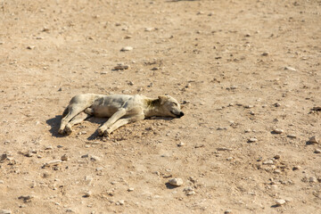 A gaunt dog, lost and alone, lies defeated in the unforgiving sands of the Sahara, a testament to the harshness of the desert and the cruelty of time.