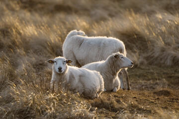 Naklejka premium Schafe in Sylter Dünen