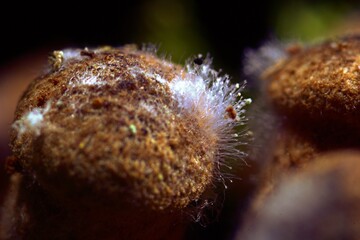 Zygomycota