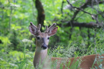 Young Buck in trees