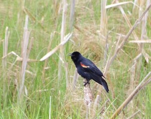 Red wing black bird singing