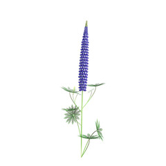 Beautiful Lupinus angustifolius tree isolated on transparent Canvas