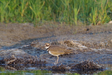 Killdeer at sunset