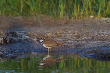 Killdeer shore bird