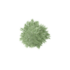 Fototapeta premium 3D rendering of Topview of Bucida buceras tree in transparent background