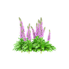 Beautiful Lady's gloveflowers tree isolated on transparent Canvas © Fouzia