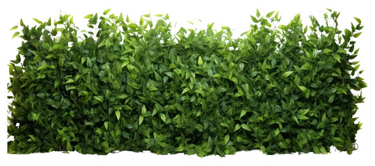 Obraz premium PNG Bush hedge plant green.