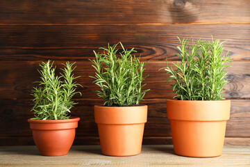 Rosemary plants growing in pots on wooden table. Aromatic herb