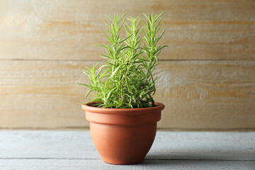 Rosemary plant growing in pot on grey wooden table. Aromatic herb