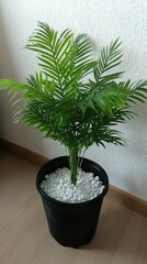 A dragon tree plant stands prominently in a sleek black pot adorned with white pebbles, set against a soft-toned wall, creating a calming and minimalist decor