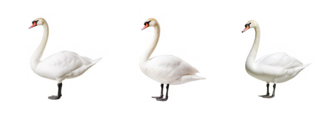 A collection of three elegant swans isolated on a transparent background, ideal for nature and wildlife concepts