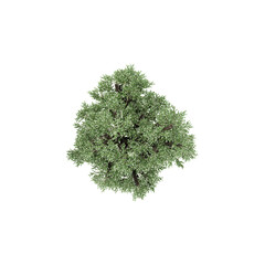 Top view of Terminalia ivorensis  Plant isolated on transparent Canvas