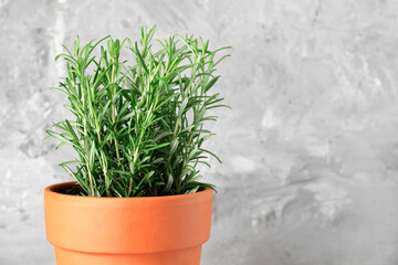 Aromatic rosemary plant in pot against light grey background, closeup. Space for text