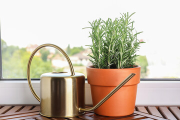 Aromatic rosemary plant in pot and watering can on wooden table near window indoors