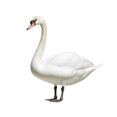 Fototapeta premium Graceful swan with elegantly curved neck and pristine transparent feathers isolated on a transparent background 