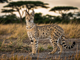 Obraz premium Serval in Savanna 16