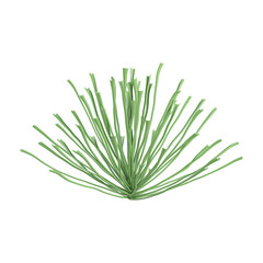 collection of Palm leaf plant with transparent Canvas