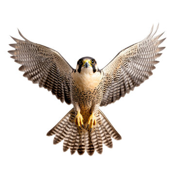 Peregrine falcon diving with outstretched wings and sharp talons isolated on a transparent background 
