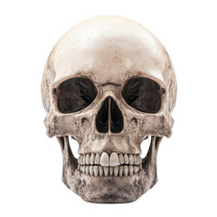 Fototapeta premium human skull decoration representing anatomy, biology, and medical science in a captivating