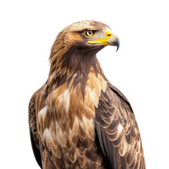 Fototapeta premium Regal golden eagle perched with piercing eyes and detailed plumage isolated on a transparent background 