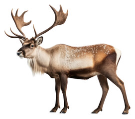 PNG Caribou wildlife antler animal.