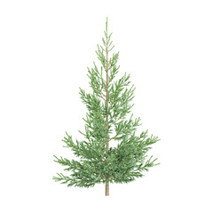 beautiful Fraser fir plant isolated on Canvas