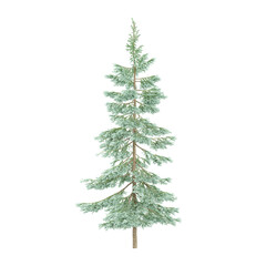 collection of Fir plant with transparent Canvas