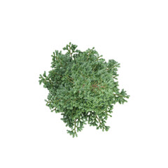 Obraz premium green dill isolated on white background