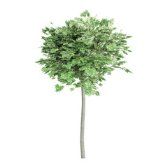 Silver maple plant on isolated Canvas