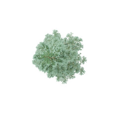 Top view of White spruce plant isolated on transparent Canvas