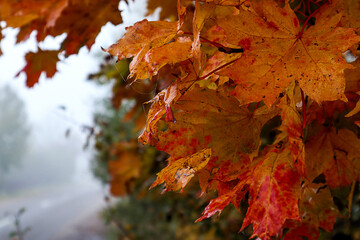 Bright maple leaves against the background of a foggy street, close-up