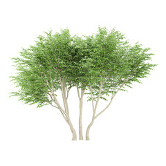 Zelkova plant isolated on transparent Canvas