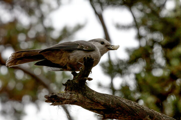 The Canada jay (Perisoreus canadensis) also known as the gray jay, grey jay, camp robber, or whisky jack