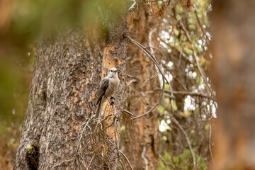 The Canada jay (Perisoreus canadensis) also known as the gray jay, grey jay, camp robber, or whisky jack