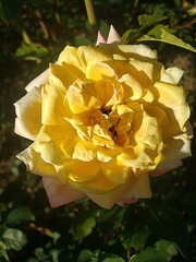 yellow rose flower