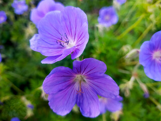 flowers in the garden