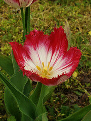 pink and white tulip