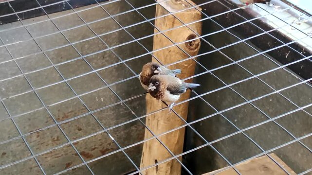 Close-up side view of two small brown white-rumped munia or Society finch (Lonchura striata) birds sitting on cage and eating seed in pet store. Slow motion video. Exotic pets theme.