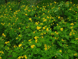 flowering celandine in spring