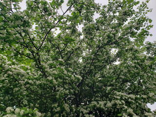 Obraz premium flowering tree with white flowers