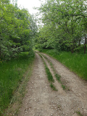 Obraz premium path in the forest